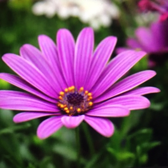 Meet your Posher, Halyna - Picture 1 of 1